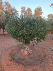 يوجد الدنيا زيتون بجميع أنواعها كبار وسط سغار حياكم الله التواصل علا 0549928104 